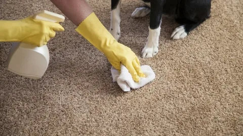 How to Spot Hidden Carpet Stains